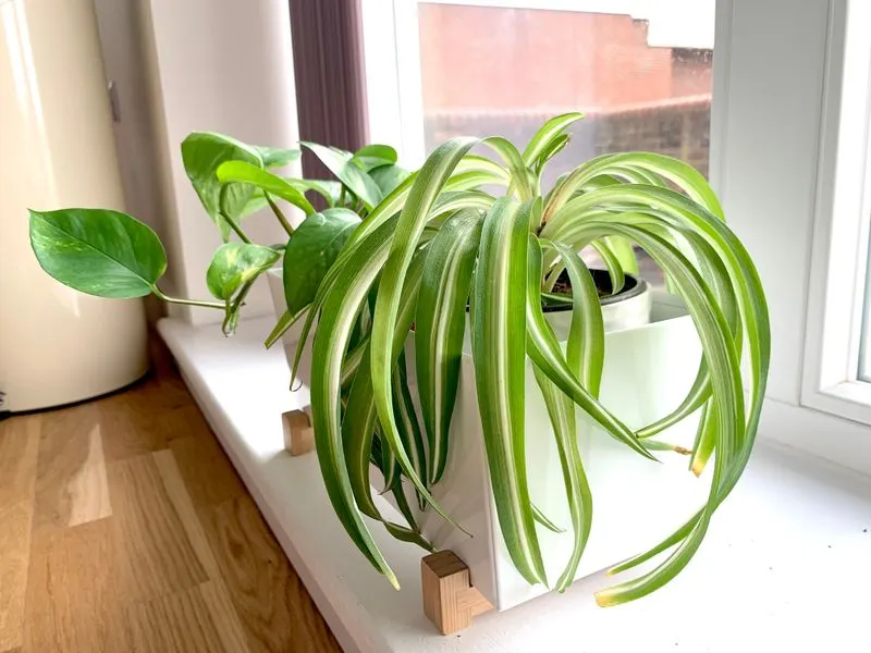 Spider Plant