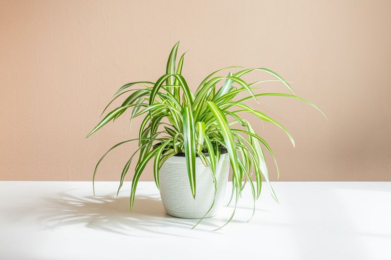 Spider Plant