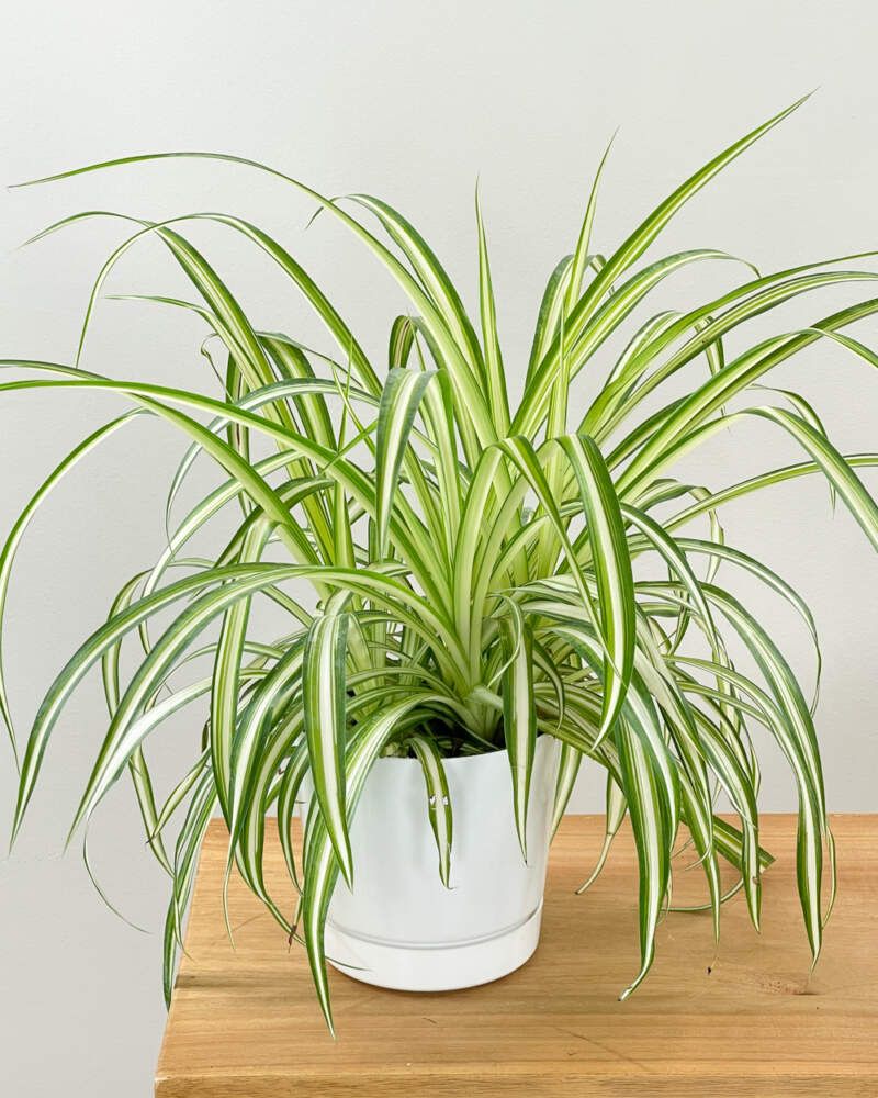 Spider Plant