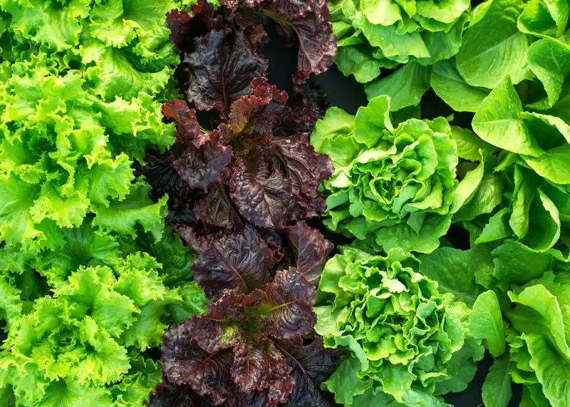 Spinach