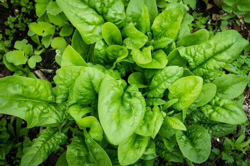 Spinach