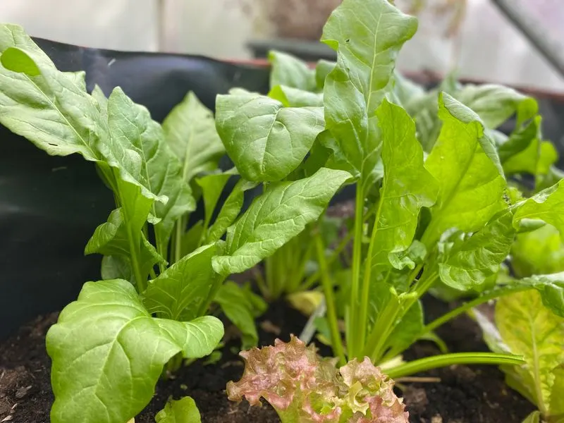 Spinach (Perpetual)