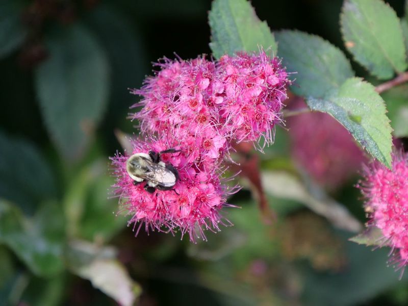 Spirea