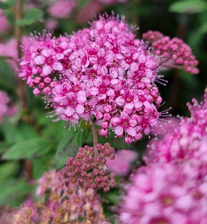 Spirea