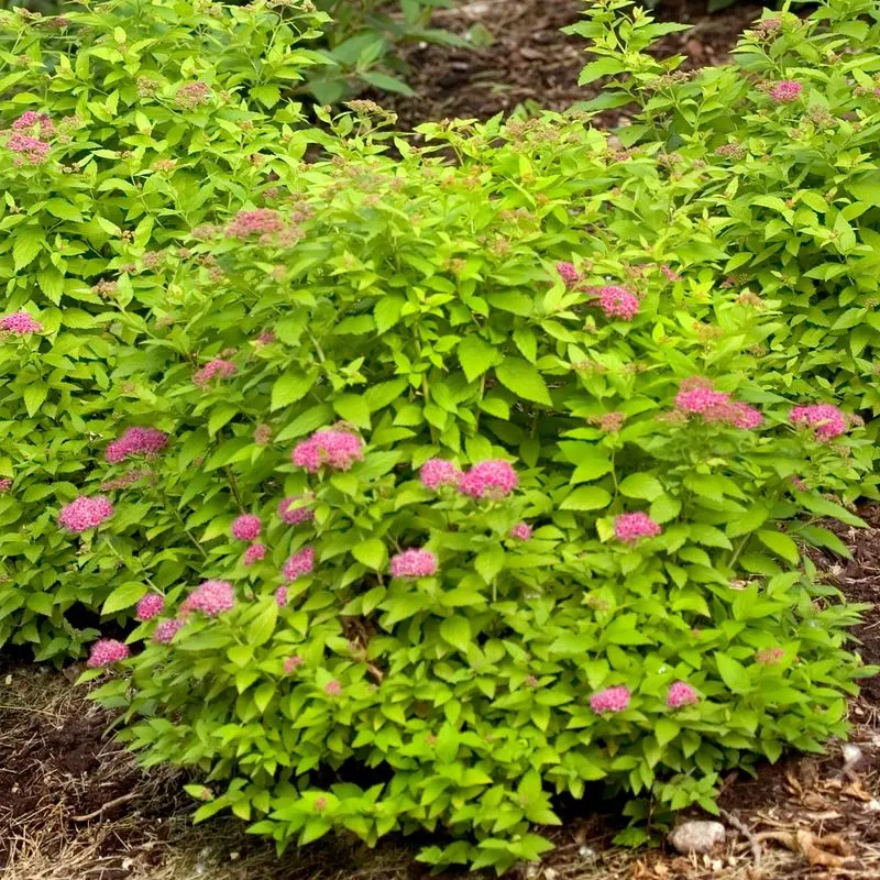 Spirea Sound Screen