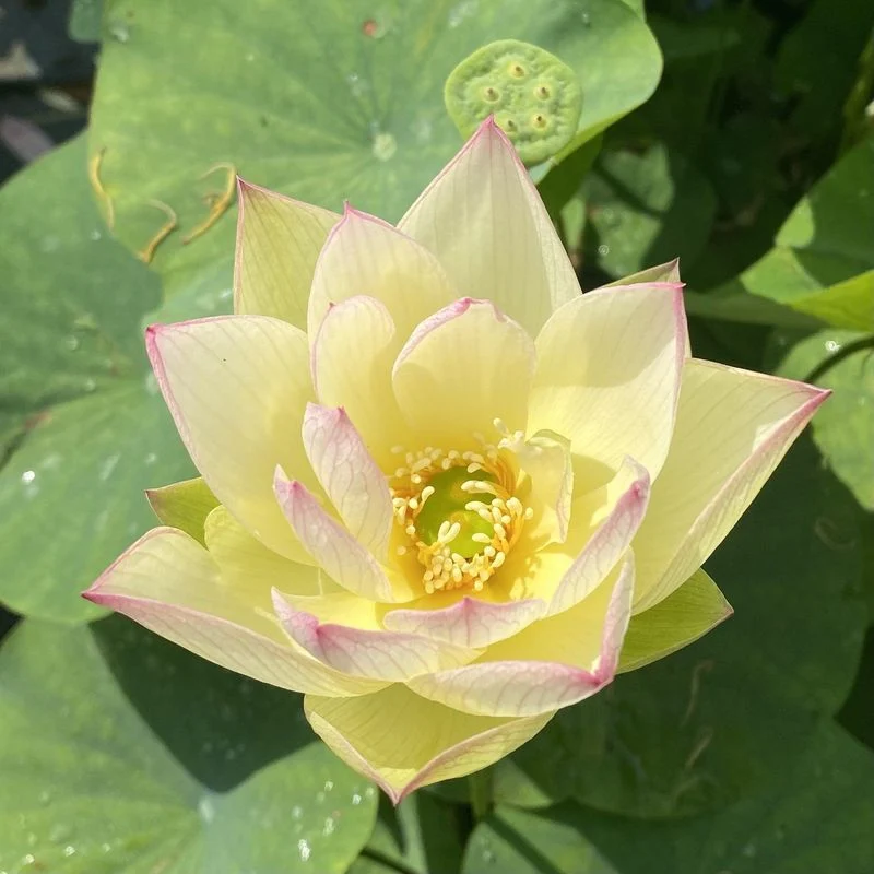 Splendid Lotus