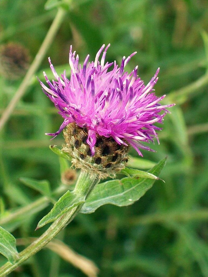 Spotted Knapweed