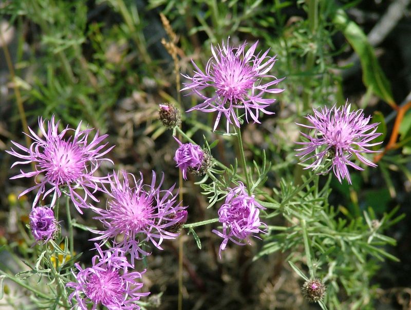 Spotted Knapweed