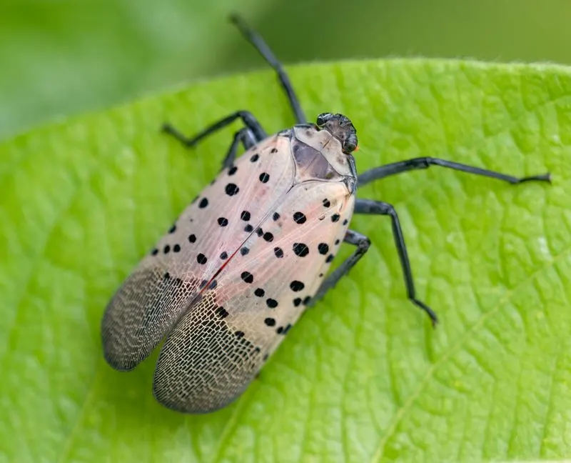 Spotted Lanternfly