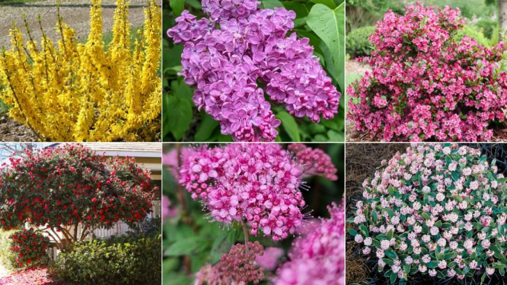 20 Spring-Blooming Shrubs That Will Keep Your Garden Colorful