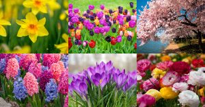 Spring Flowers That Will Give Your Backyard a Fresh New Look