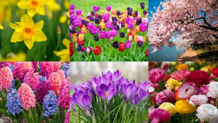 The 30 Spring Flowers That Will Give Your Backyard a Fresh New Look