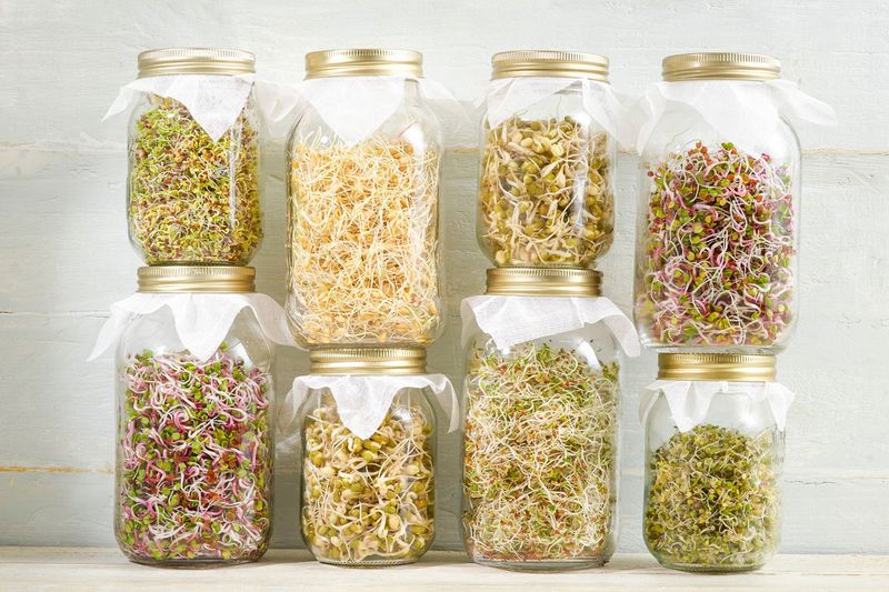 Sprouting Jars