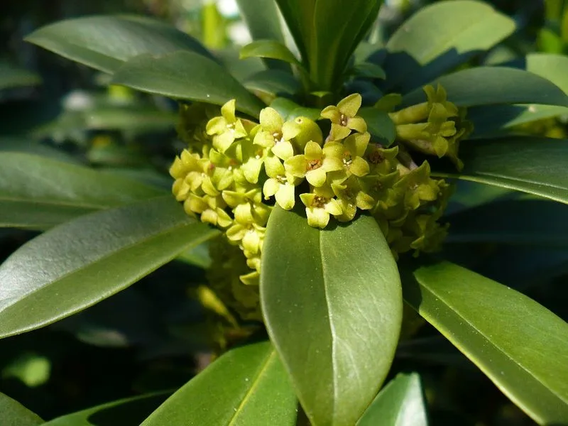 Spurge Laurel (Daphne laureola)
