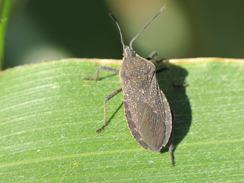 Squash Bugs