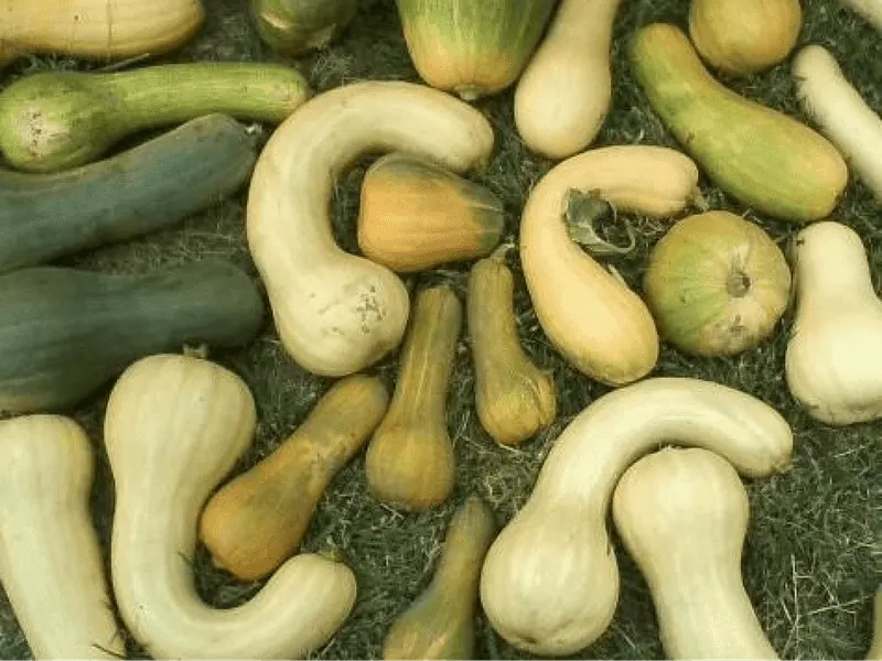 Squash