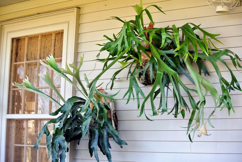 Staghorn Fern