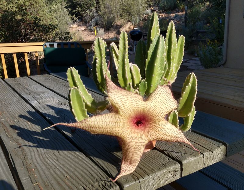 Stapelia Gigantea