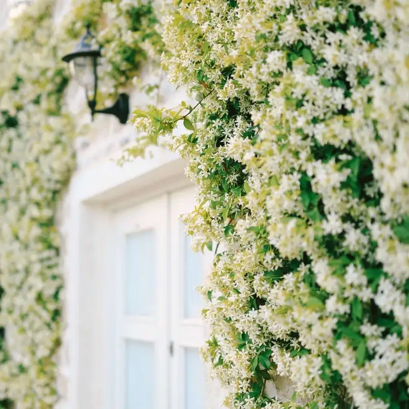 Star Jasmine