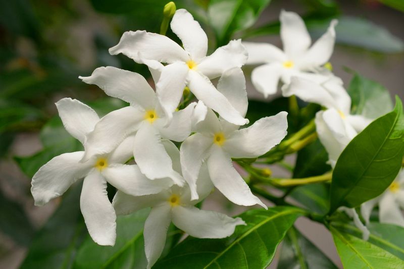 Star Jasmine