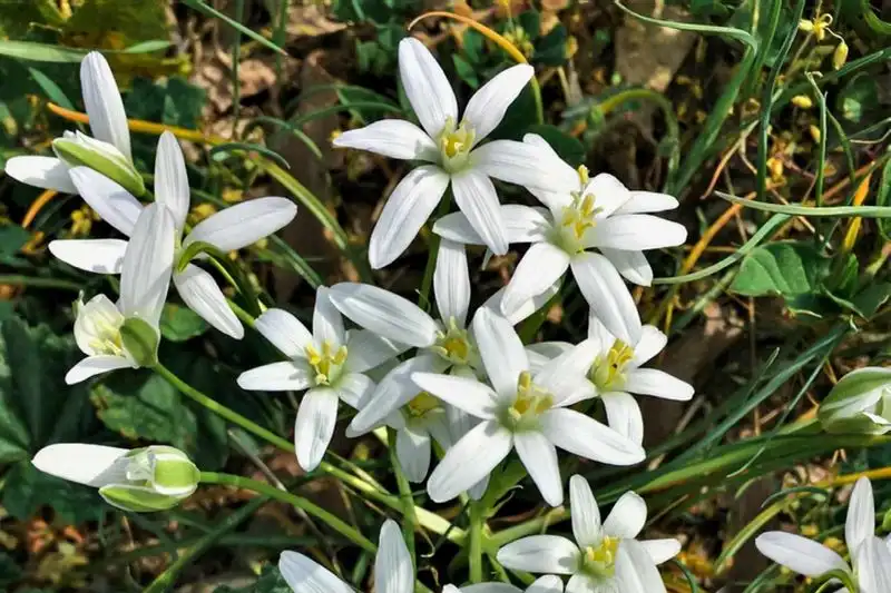 Star of Bethlehem