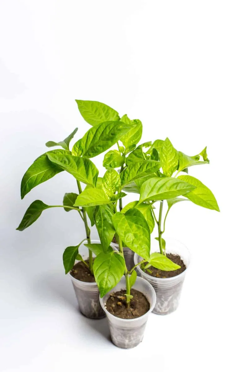 Start Pruning When Plant is Young