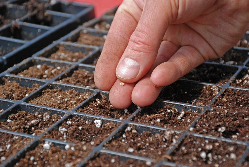 Start with Quality Seeds or Seedlings