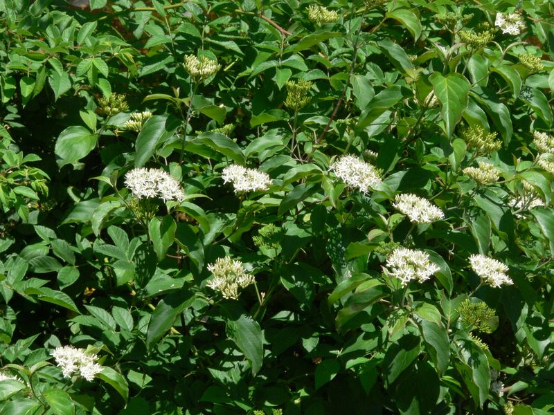 Stiff Dogwood (Cornus foemina)