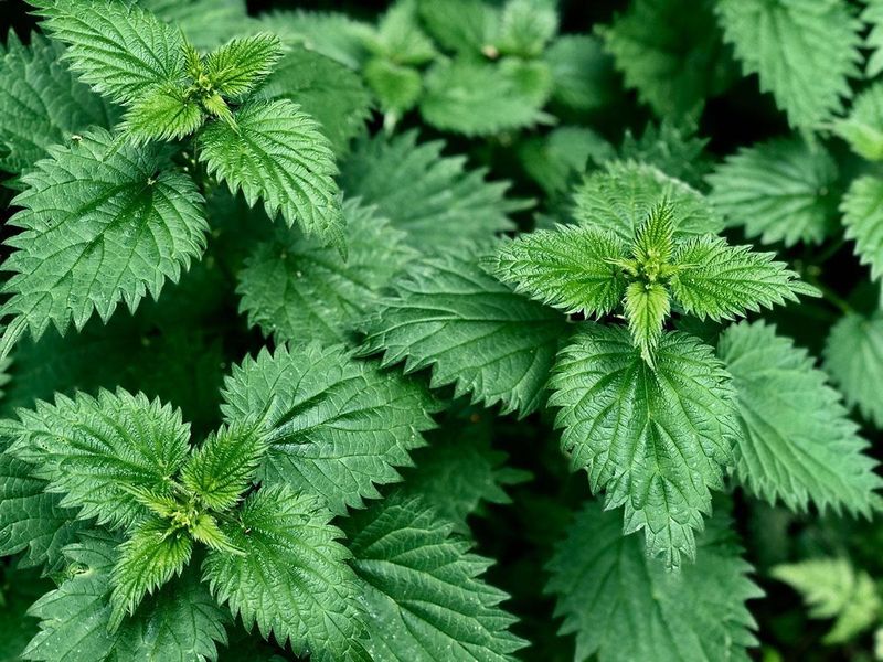 Stinging Nettle