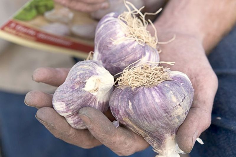 Store Your Garlic Correctly