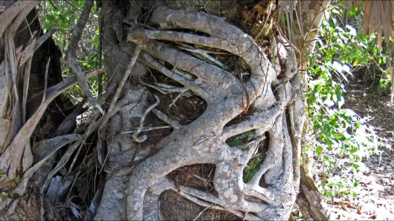 Strangler Fig