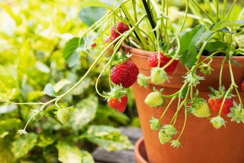 Strawberries