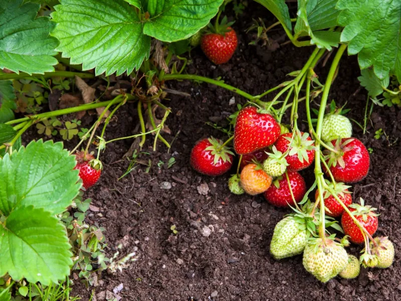 Strawberries