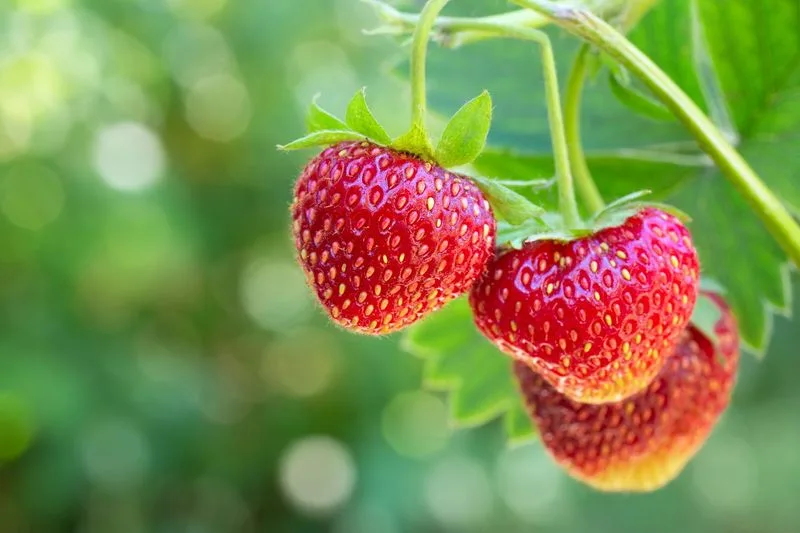 Strawberry