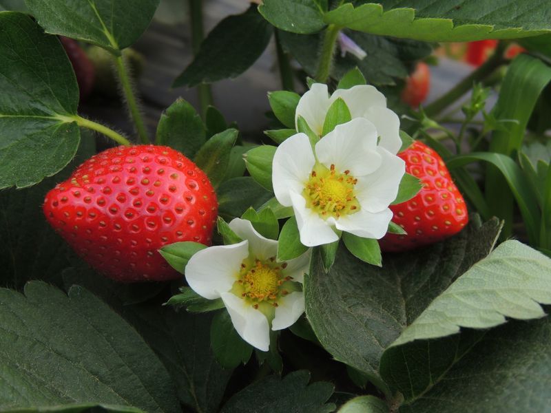 Strawberry (Fragaria x ananassa)