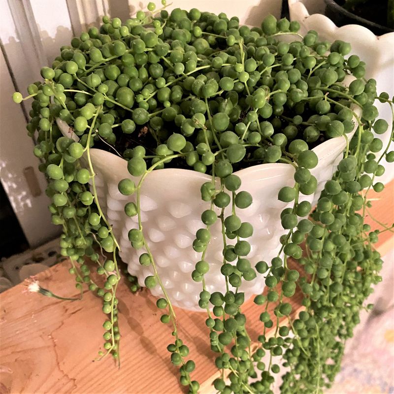 String of Pearls