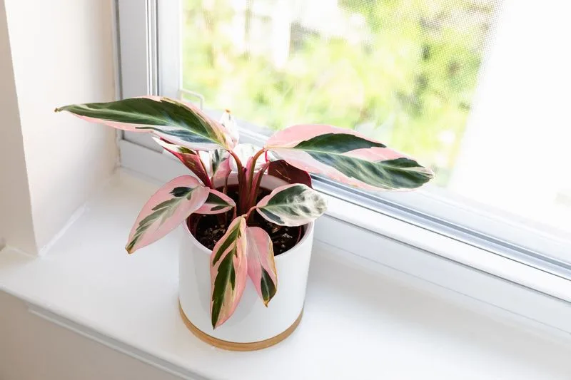 Stromanthe Triostar