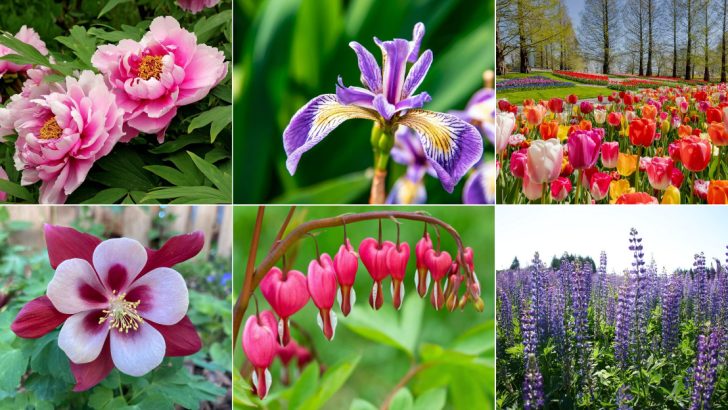 27 Stunning Perennials That Will Bloom All Spring