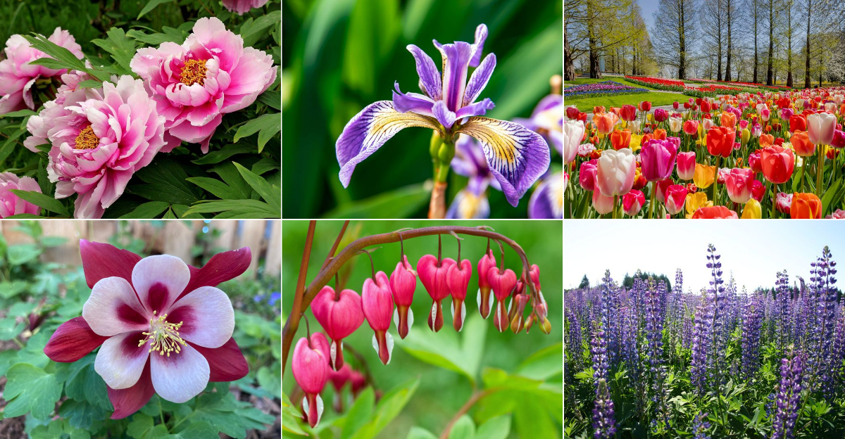 Stunning Perennials That Will Bloom All Spring