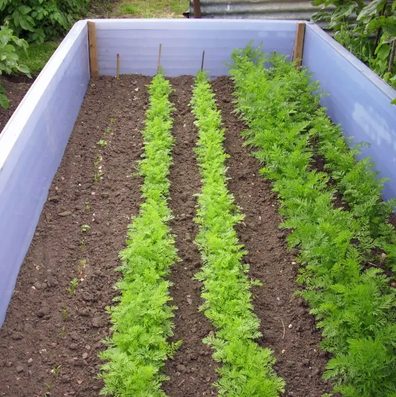 Succession Planting