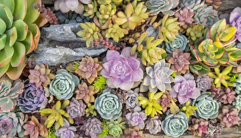 Succulent Rock Garden