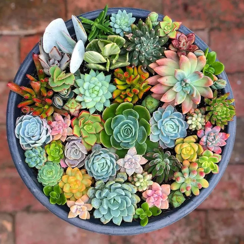 Succulents