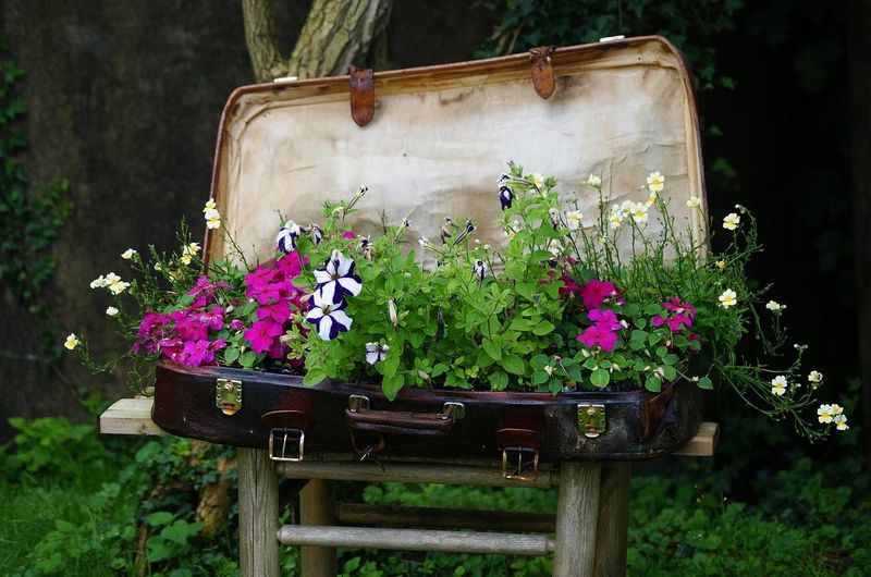 Suitcase Succulent Garden