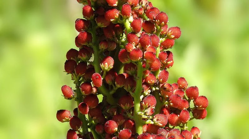 Sumac