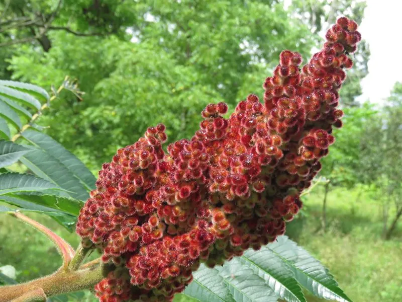 Sumac