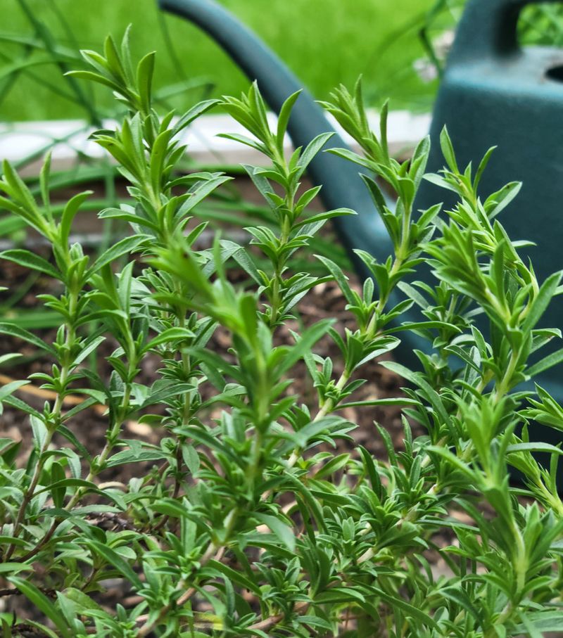 Summer Savory