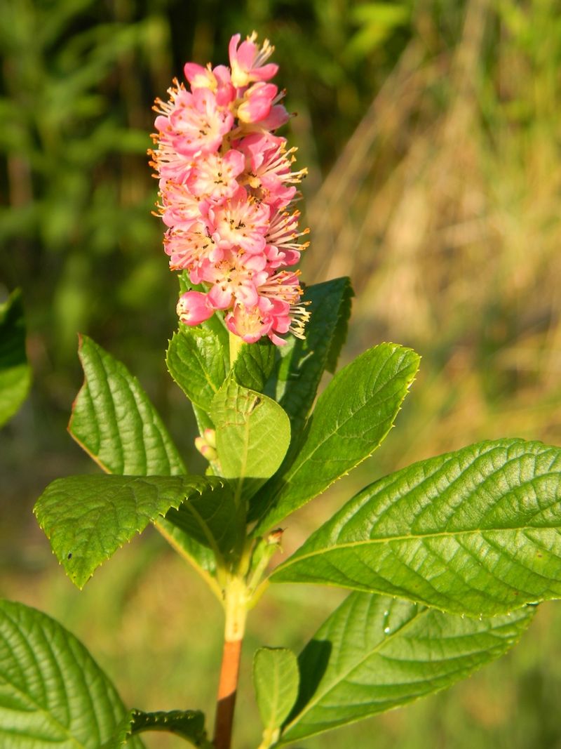 Summersweet (Clethra alnifolia)