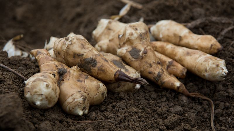 Sunchokes (Jerusalem Artichokes)