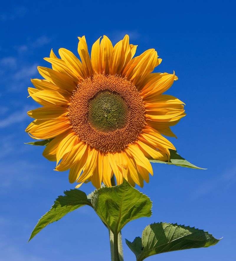 Sunflower Helianthus