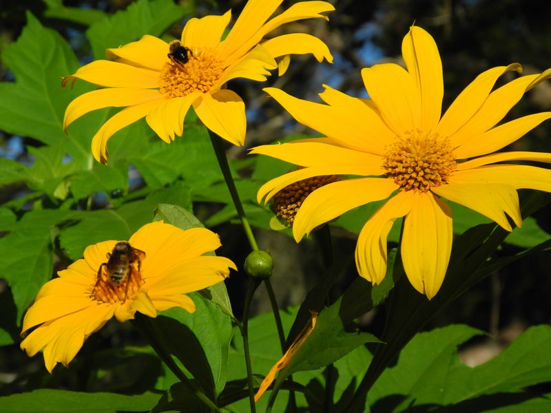 Sunflower Scatter in Ukraine